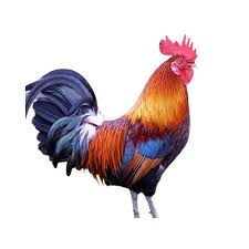 🐔 Desi Chicken – Organic, Hormone-Free & Naturally Delicious 🌿 | Alnafay Dairy Farm