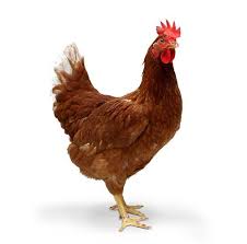🐔 Desi Chicken – Organic, Hormone-Free & Naturally Delicious 🌿 | Alnafay Dairy Farm